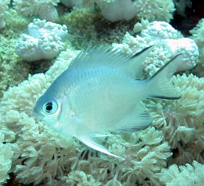 Amblyglyphidodon indicus